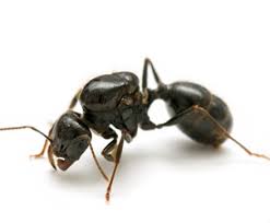 Offers the most comprehensive services for getting rid of them for good. Pest Control Say No More Pest Control Brooklyn