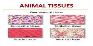 We did not find results for: The Cell Form 1 Biology Notes