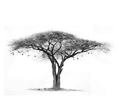 Artistic Bird On Tree Drawing Pin By Ashleigh Olsen On Tattoo African Tree Tree Sketches Tree Drawing