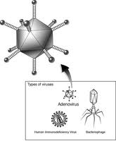 Adenoviren können in tonsillen oder lymphknoten persistieren. Humane Adenoviren Wikipedia