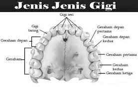 We did not find results for: Jenis Jenis Gigi Pengertian Bagian Fungsi Gambarnya Lengkap