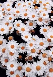 Daisies Iphone Wallpaper Flowers Photography Trendy Flowers Plants
