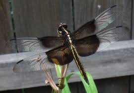 Black And Blue Widow Skimmer Dragonfly Widow Skimmer Dragonfly Libellula Luctuosa Adults Have A Steely Blue Body Area But Juveniles Are Yellow With Brown Sti Blue Bodies White Spot Nature Beauty