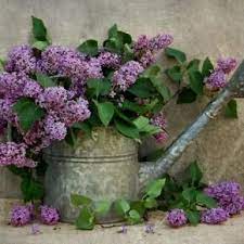 Search For Lilacs Pixdaus Lilac Bouquet Purple Flowers Flowers
