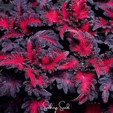 Image result for Coleus tetragonus