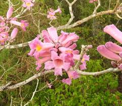 Image result for Handroanthus sp. near impetiginosus