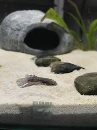 Betta lemme — bambola (piano version). Baby Boy Betta See Comment Bettafish