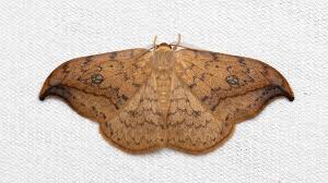 Image result for Humularia drepanocephala