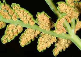 Image result for Todea