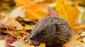 Das ist ruhestörung und man braucht sich das nicht gefallen lassen. Igel Was Sie Tun Sollten Wenn Sie Jetzt Im Herbst Tagsuber Einen Igel In Ihrem Garten Sehen Bayern 1 Radio Br De