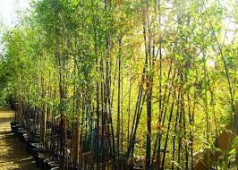 This particular information and photos backyard bamboo garden ideas posted by darra at september, 15 2018. Hardy Bamboo Plants Hardy Bamboo For Sale Uk Garden Nursery