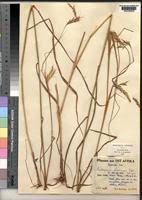 Image result for Andropogon chinensis