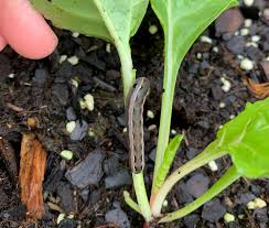 How can i identify a plant in my garden. How To Identify And Get Rid Of Cutworms Okra In My Garden