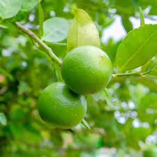 Different cultivars have varying sizes, such as the tahiti lime tree, which grows to heights of 15 to 20 feet. How Tall Does A Key Lime Tree Get Citrus Com