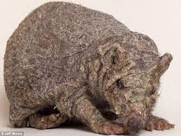 Bald Hedgehogs New Obsession Dont Worry Guys Tiggys Quills Are Perfectly Safe Where They Are Hairless Animals Interesting Animals Animals