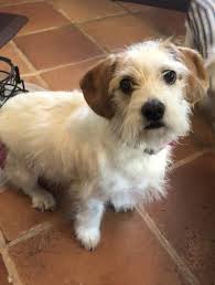Rescue shelter for beagles, as well as other small dogs, from pounds, humane societies & off the street. Dog For Adoption Coco A Jack Russell Terrier Beagle Mix In Van Nuys Ca Petfinder