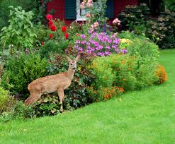 For an authentic mediterranean experience, serve with. Mein Blumenfreund Foto Bild Natur Garten Wild Bilder Auf Fotocommunity