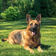 How To Adopt Retired Police Dogs Http Flip It 2wug6l Gsd Dog Police Dogs Gsd