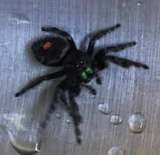 Image result for bold jumping spider