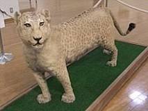 Image result