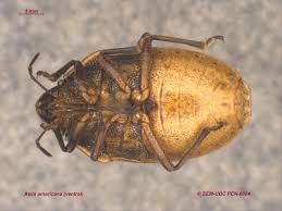 Image result for Hypolytrum pynaertii