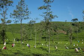 The combination of humidity, cool temperatures, and rainfall in the country's central highlands provide a climate that favours the production of good. In The Hills Of Sri Lanka S Tea Country The New York Times