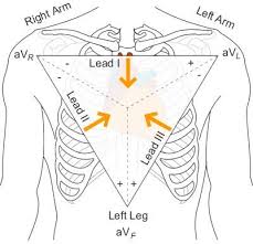 Einthoven S Triangle Line Of Site Of The Bipolar Leads Cardiology Medical School Motivation Cardiac Nursing