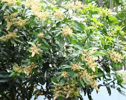 Dua bulan lepas kita bergembira kerana durian kita berbunga. Cara Membuat Tanaman Cepat Berbuah Lebat
