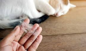 Gatti che non perdono pelo e sono anallergici: i nostri consigli