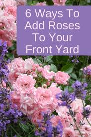 Front Yard Rose Garden Rose Garden Design Rose Garden Landscape Front Yard