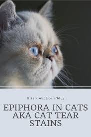 Epiphora Is A Type Of Cat Eye Discharge That Pet Parents Might Commonly Refer To As Cat Tear Stains Learn Why This Type Of In 2020 Cat Eye Discharge Cats Tear Stains