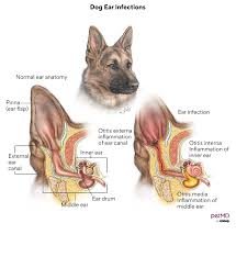 Image result for mold in the ear dog