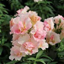 Maybe you would like to learn more about one of these? Snapdragon Twinny Appleblossom Seeds From Park Seed