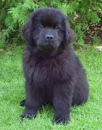 Minimum of 25 dogs earning titles with a minimum of 15 being prefix titles. 35 Most Beautiful Newfoundland Puppy Pictures And Photos Newfoundland Puppies Newfoundland Dog Puppy Newfoundland Dog