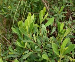 Image result for Myricaceae