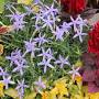 Profile Picture of Laurentia, Isotoma axillaris - Wisconsin Horticulture (@wisc.edu) on Google