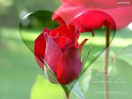 Valentine flowers images and quotes. 48 Valentine Flowers Wallpaper On Wallpapersafari