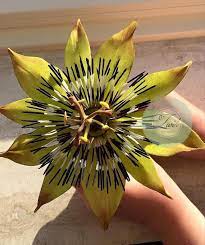 Sugar Passion Flower Passion Flower Sugar Flowers Flowers