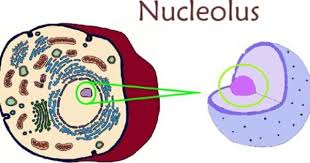 Animal cell definition of nucleolus. Nucleolus Structure Kartun