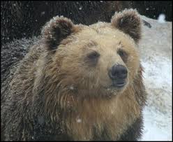They weigh up to 1,500 pounds. Brown Bears Facts And Details