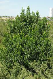 Image result for Pavetta fascifolia