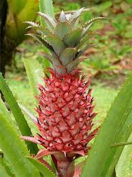 Ananas Rouge Martinique Ananas Legumes De Conteneur De Jardinage Martinique