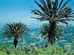 Image result for Encephalartos