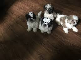 They can be having a soft and long double skin or coat. Shih Tzu Puppies For Sale Stanley Va Shih Tzu Puppy Puppies Puppies For Sale