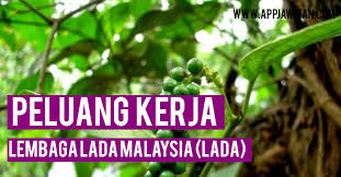 Jika anda adalah pemohon baru, sila daftar terlebih dahulu. Jawatan Kosong Di Lembaga Lada Malaysia Lada Appjawatan Malaysia