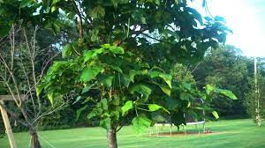 Check spelling or type a new query. Catawba Fishing Tree For Sale At Tn Tree Nursery Youtube