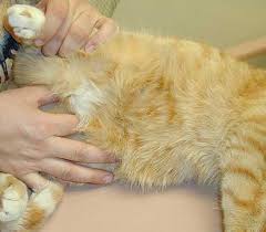 In 2012, my cat started licking and eating the hair off her belly. Breast Cancer In Dogs Cats Long Beach Animal Hospital