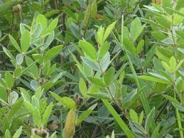 Image result for Habenaria huillensis