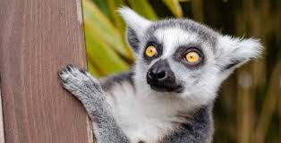 Madagascar travel guide, information on madagascar hotels, resorts, lodges, flights, holidays madagascar travel booking service. Madagascar Diving Passport