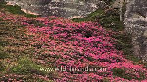 Things to do in north sikkim, yumthang valley of flowers, valley of flowers, lachung is a mountain village, kolkata to north sikkim, north the sikkim is divided into the four districts and every district has its own distinct ambiance, topography, flora and fauna. Rhododendron Flowering Shrubs Light Up The Hillsides Of North Sikkim Youtube